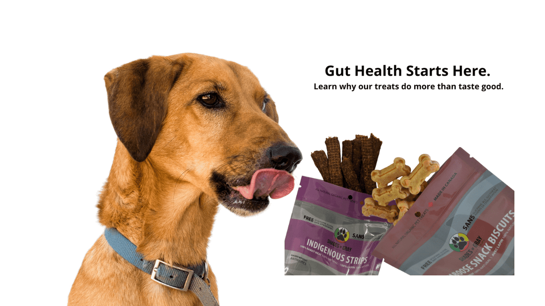 Why Gut Health Matters for Pets — And How Our Treats Support It Naturally