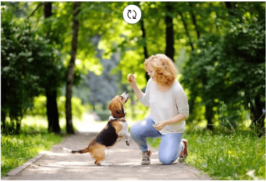 Comprehensive Guide To Treatments For Dogs