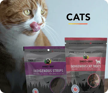 Promotional image for Shades of Gray Indigenous Pet Treats' Cat Treats Bundle, featuring a close-up of an orange tabby cat with green eyes licking its lips against a light background. In the foreground, two colourful product packages are displayed: a bag of Indigenous Strips and packages of indigenous cat treats The brand logo with a paw print is visible with bold 'CATS' text in yellow and orange at the top right.