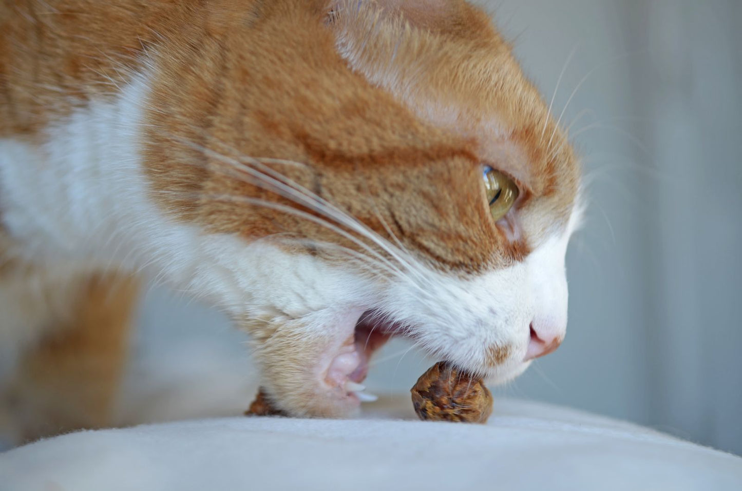 Rabbit Cat Treats made with organic all natural 100% Rabbit, for your cats. Free of Glycerine, Gluten, Grain & Preservatives.