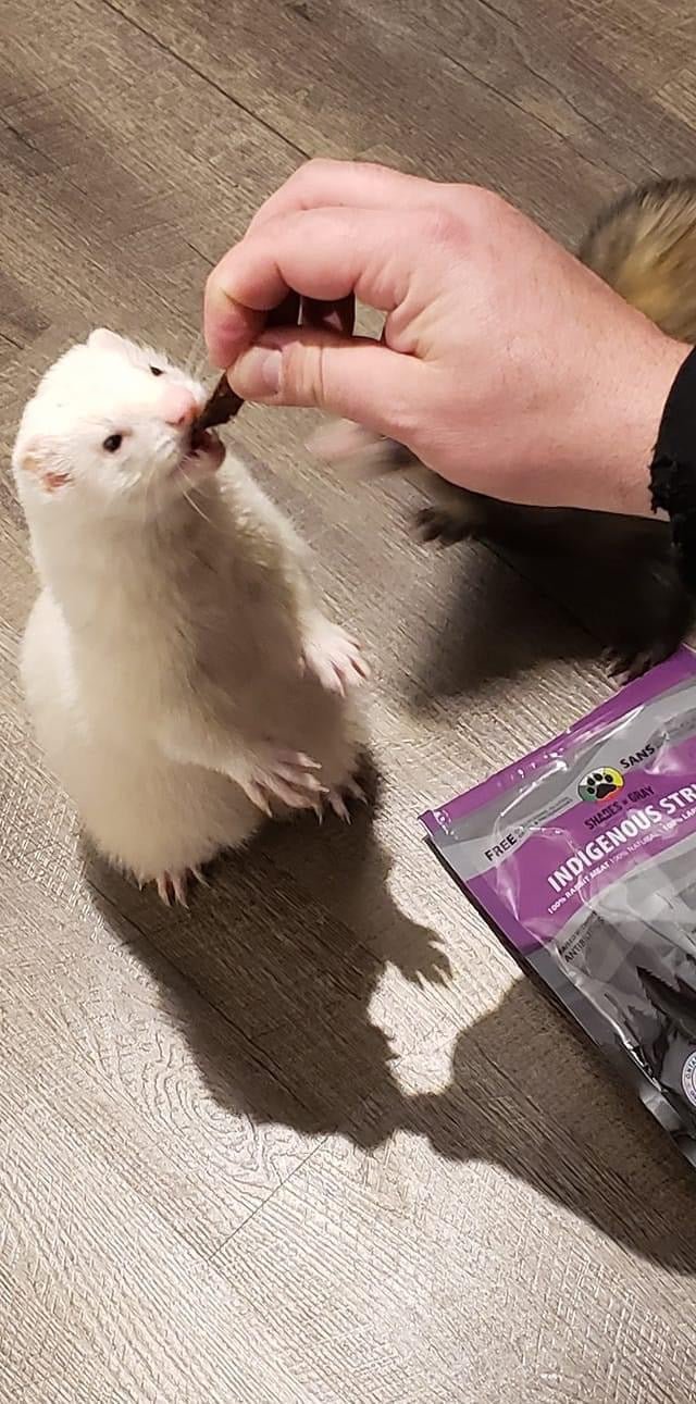 Shades of Gray Indigenous Rabbit Strips natural pet treats
