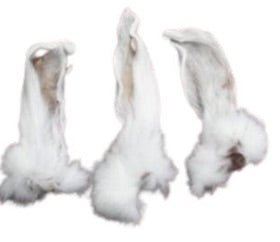 Dehydrated Rabbit Ears on a white background.
