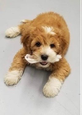 A photo of a puppy enjoying a Dehydrated Rabbit Ears. She is laying on the ground with a rabbit ear in her mouth.