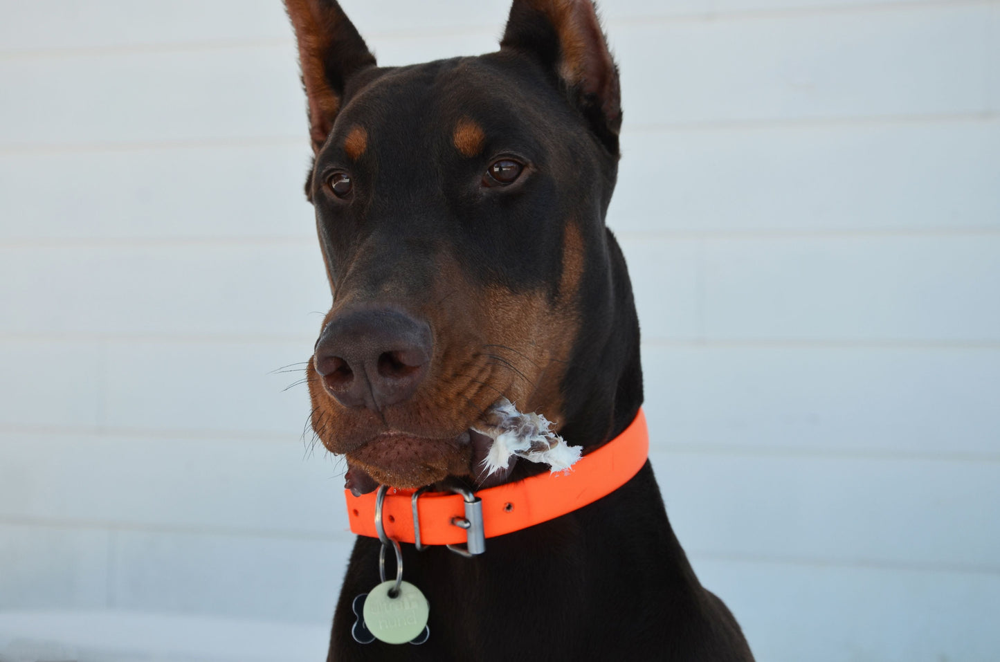 Photo of a Large dog with a rabbit ear in his mouth. Shades of Gray customer photo.