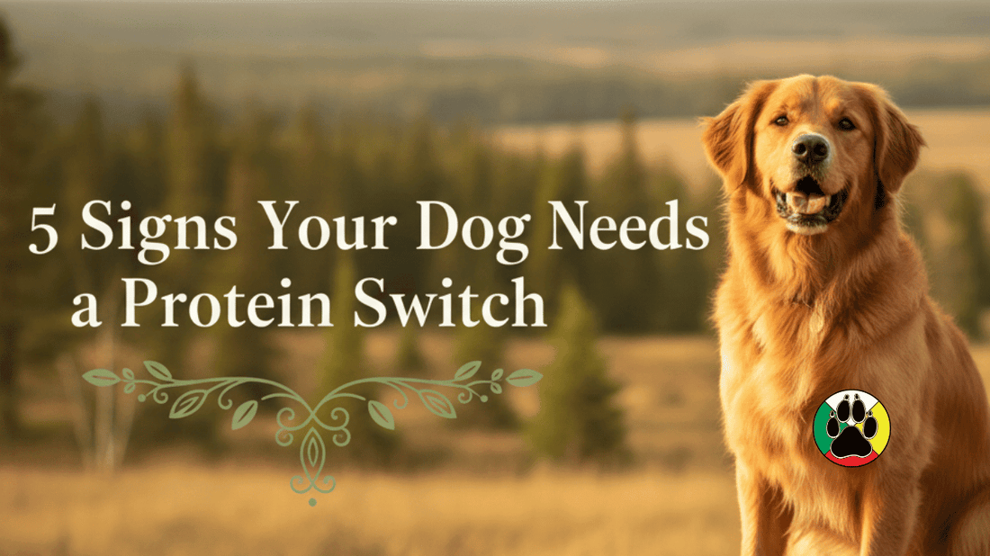 5 Signs Your Dog Needs a Protein Switch (And Why Novel Proteins Are the Answer)
