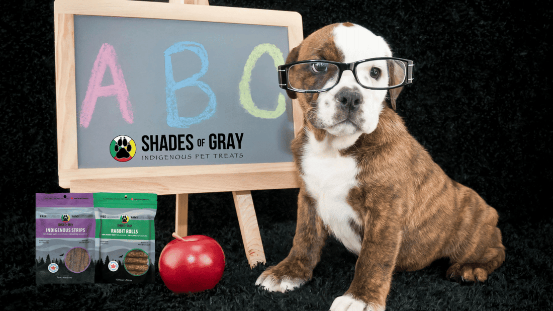 Bulldog puppy wearing glasses next to an ABC chalkboard, apple, and Shades of Gray Rabbit Rolls and Indigenous Rabbit Strips for a back-to-school themed post.