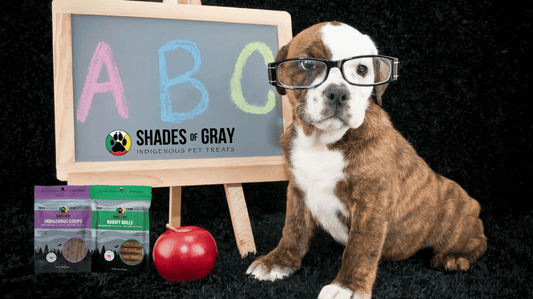 Bulldog puppy wearing glasses next to an ABC chalkboard, apple, and Shades of Gray Rabbit Rolls and Indigenous Rabbit Strips for a back-to-school themed post.
