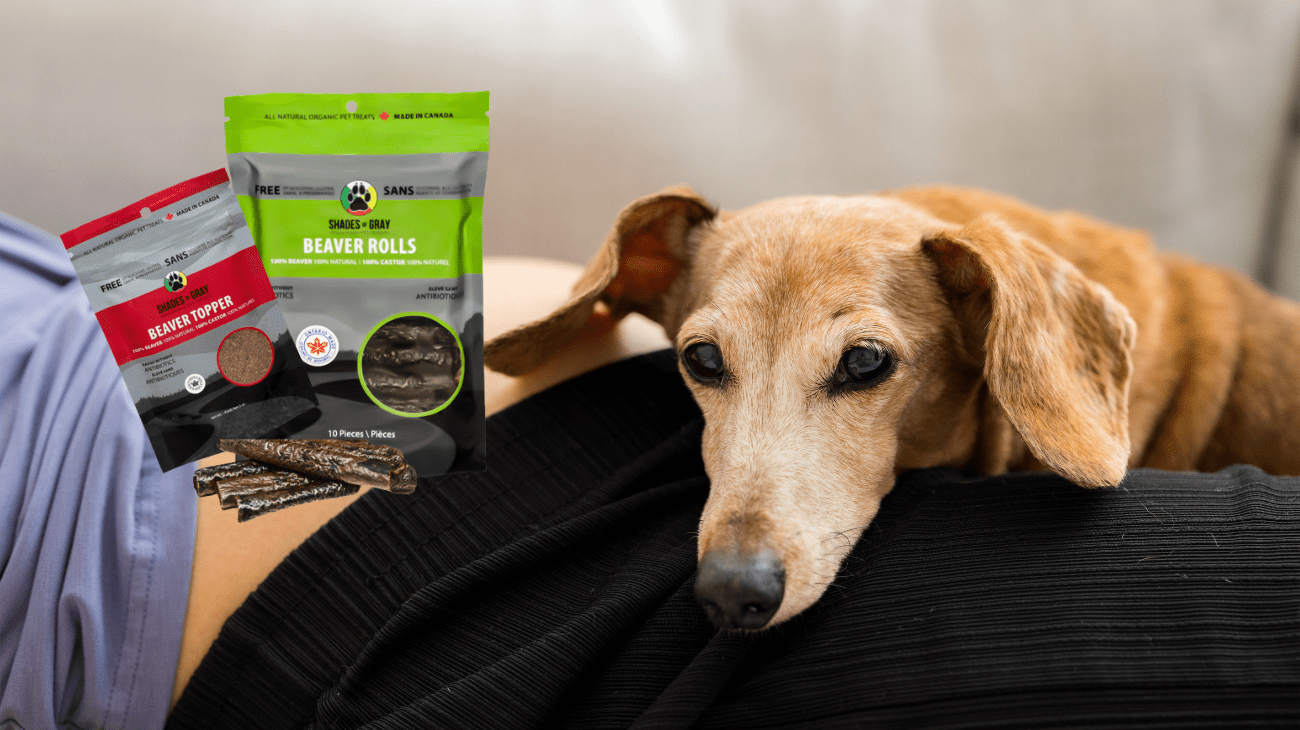 Beaver Protein: The Underrated Superfood for Pets – Shades of Gray ...