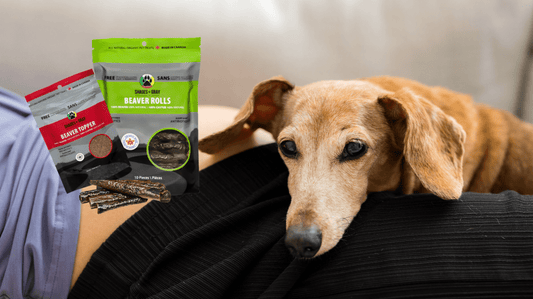 Beaver Protein: The Underrated Superfood for Pets