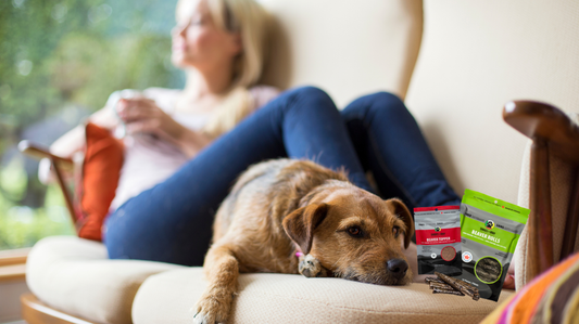 Can Dogs Eat Beaver Meat? What Pet Owners Need to Know
