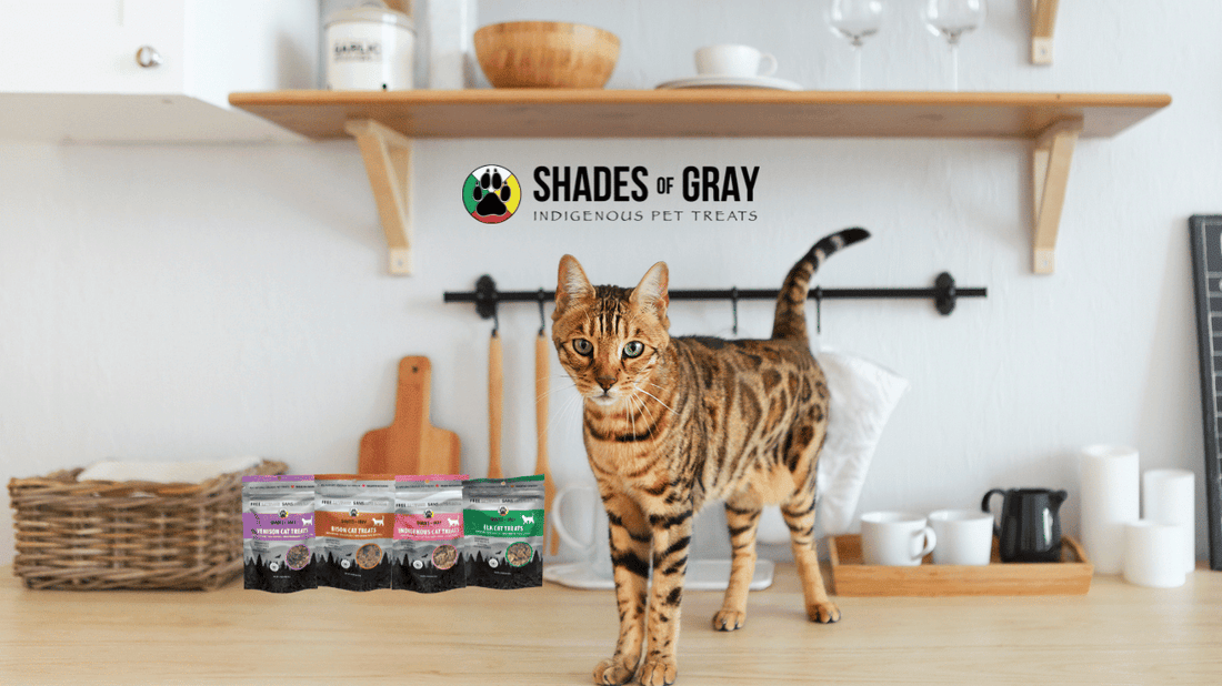 Single-Ingredient Cat Treats: What Your Cat Actually Wants (and Needs)