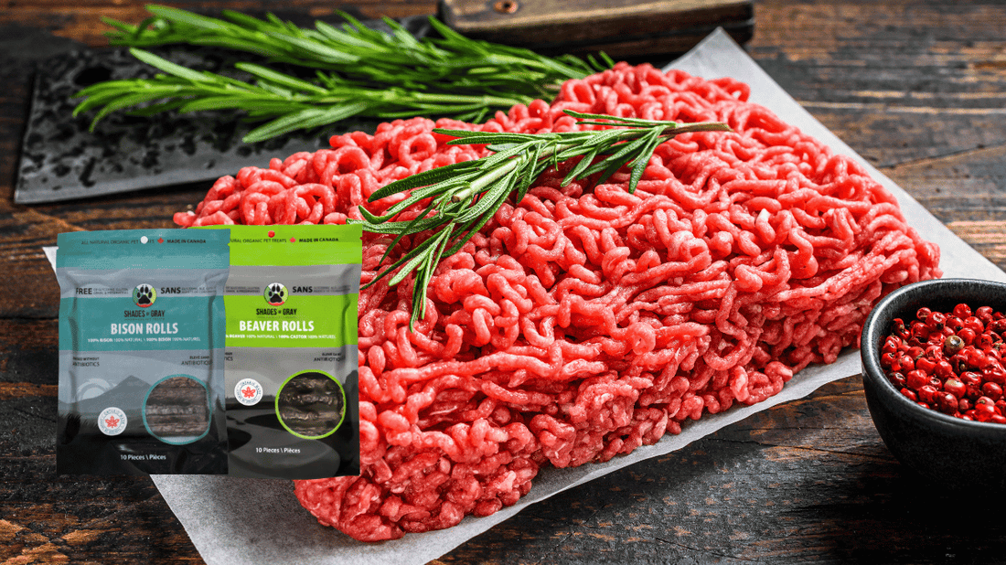 Raw ground bison with fresh rosemary, surrounded by bags of Shades of Gray Bison Rolls and Beaver Rolls novel protein dog treats.