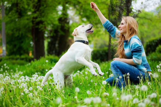 Dogs and Cats Thrive on Lean Meats. Try These Two Today!