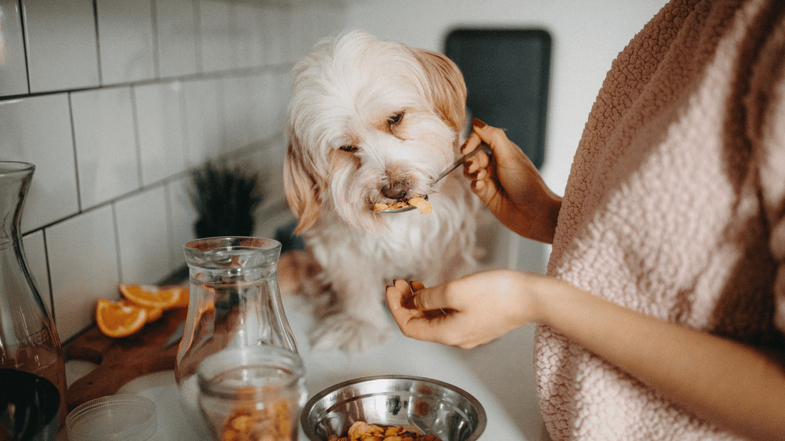 Novel Protein Elimination Diets: How Rabbit, Elk, and Venison Can Help Dogs with Food Allergies
