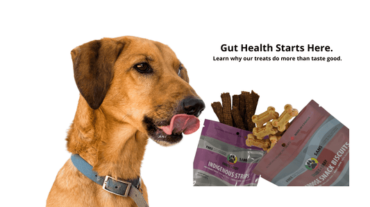 Why Gut Health Matters for Pets — And How Our Treats Support It Naturally