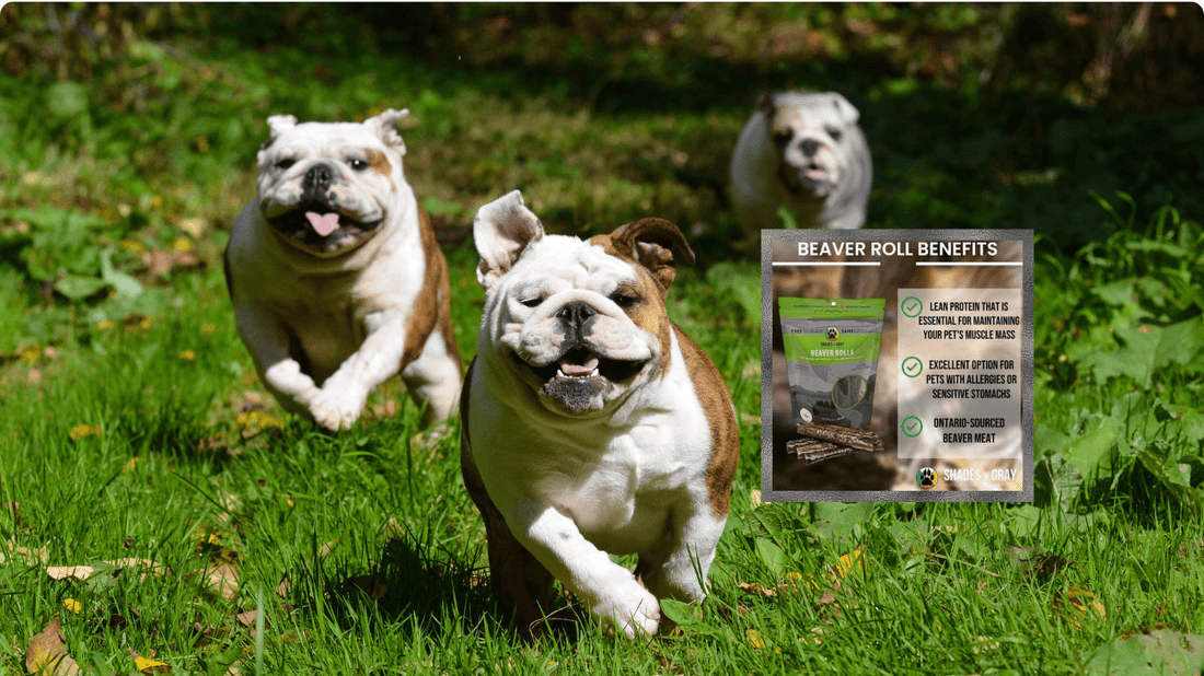 Three happy dogs running on grass with a Shades of Gray Beaver Rolls treat bag overlay – highlighting benefits of beaver protein: lean meat, allergy-friendly, and Ontario-sourced for gut health support.