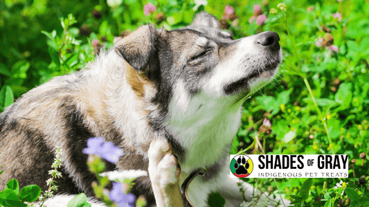 Dog scratching while sitting in field. Shades of Gray Logo on photo.