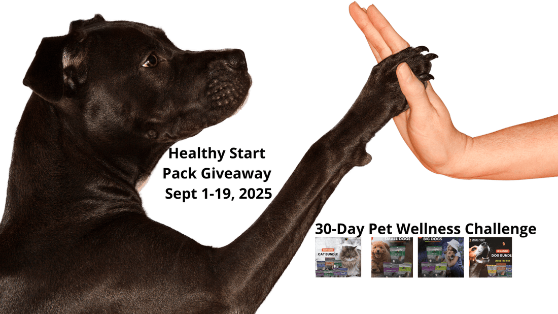 Healthy Start Pack: How Our Bundles and Giveaway Will Kickstart Better Pet Routines