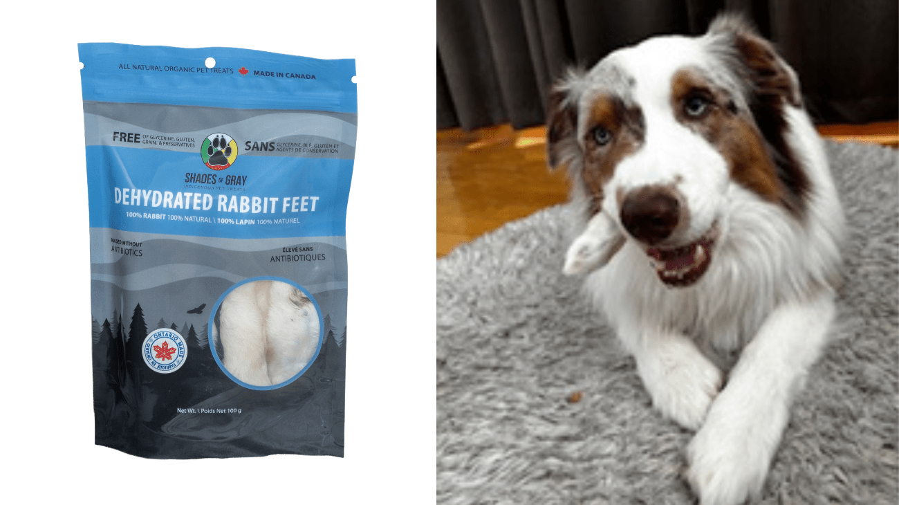 Are Rabbit Feet Good for Dogs? Here Is What You Should Know – Shades of ...