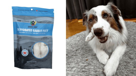 Are Rabbit Feet Good for Dogs? Here Is What You Should Know
