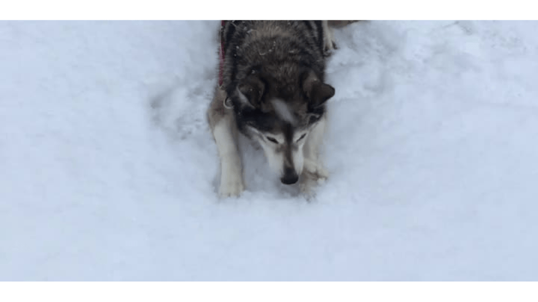 Winter Treats for Pets: Why Rabbit Feet Are Perfect for Snowy Days