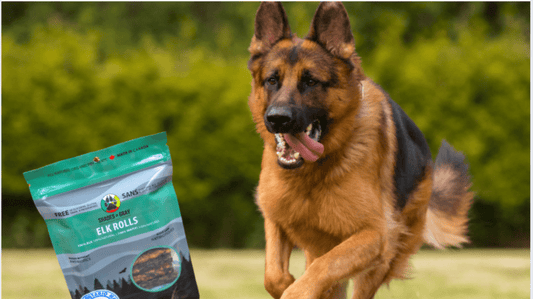 Antacid for Dogs: Comprehensive Guide