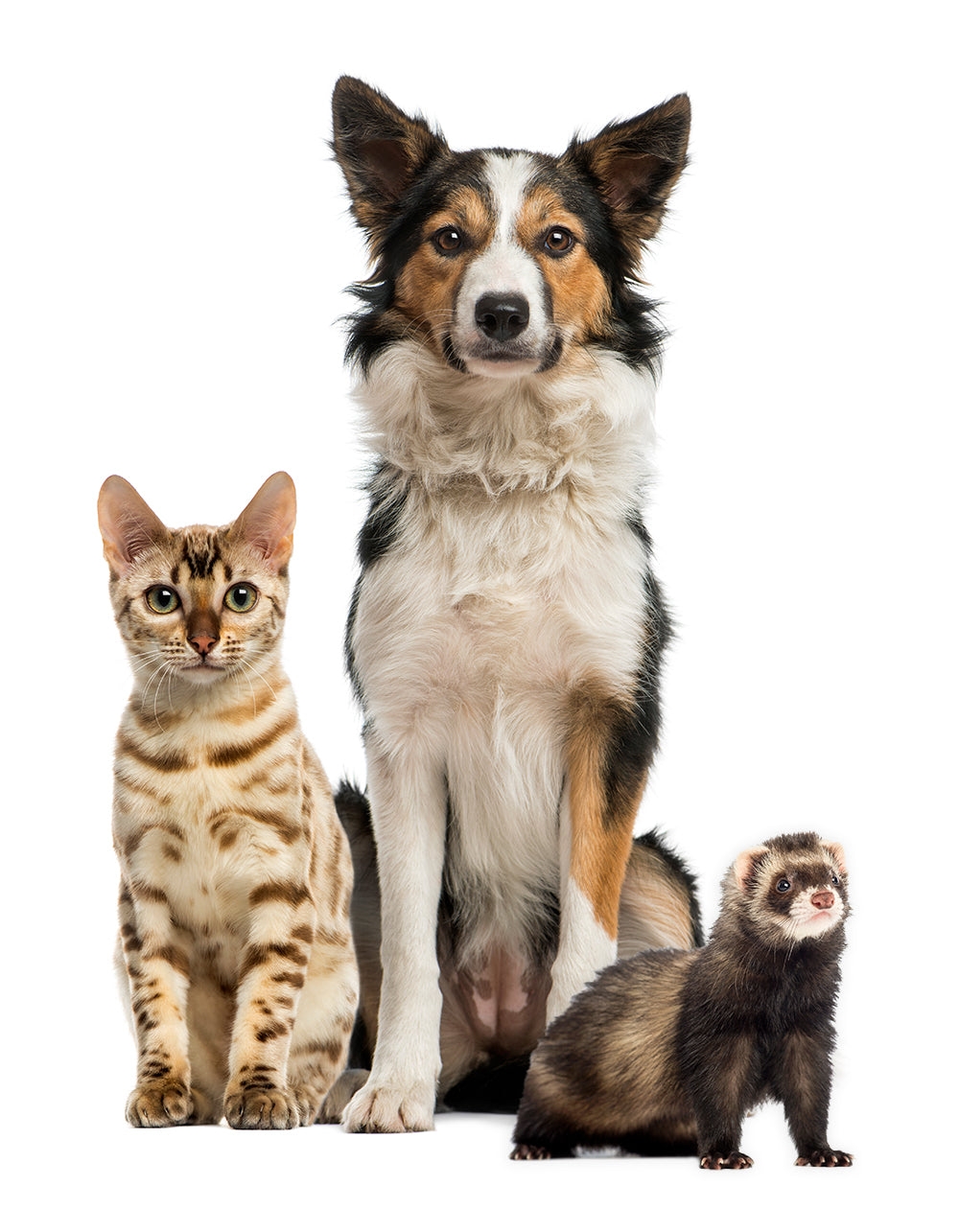 Dog, Cat and Ferret