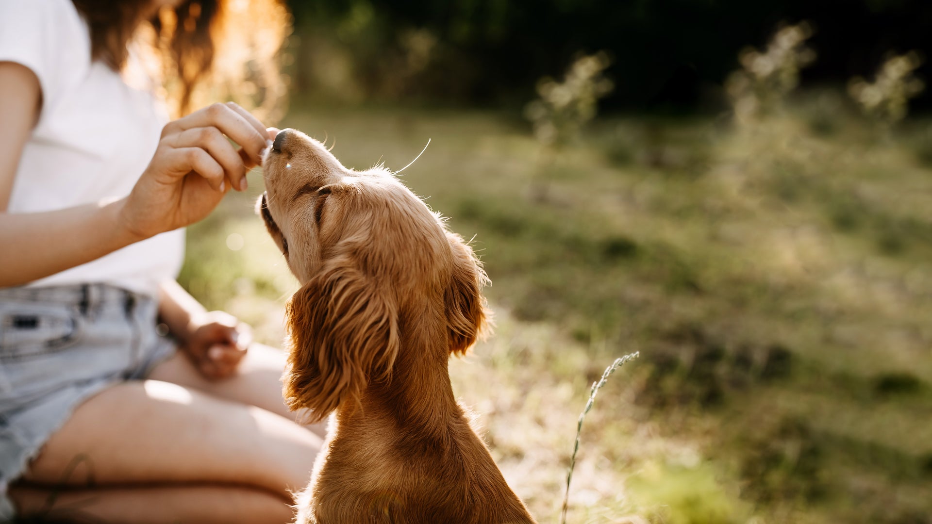 Woman giving dog a treat