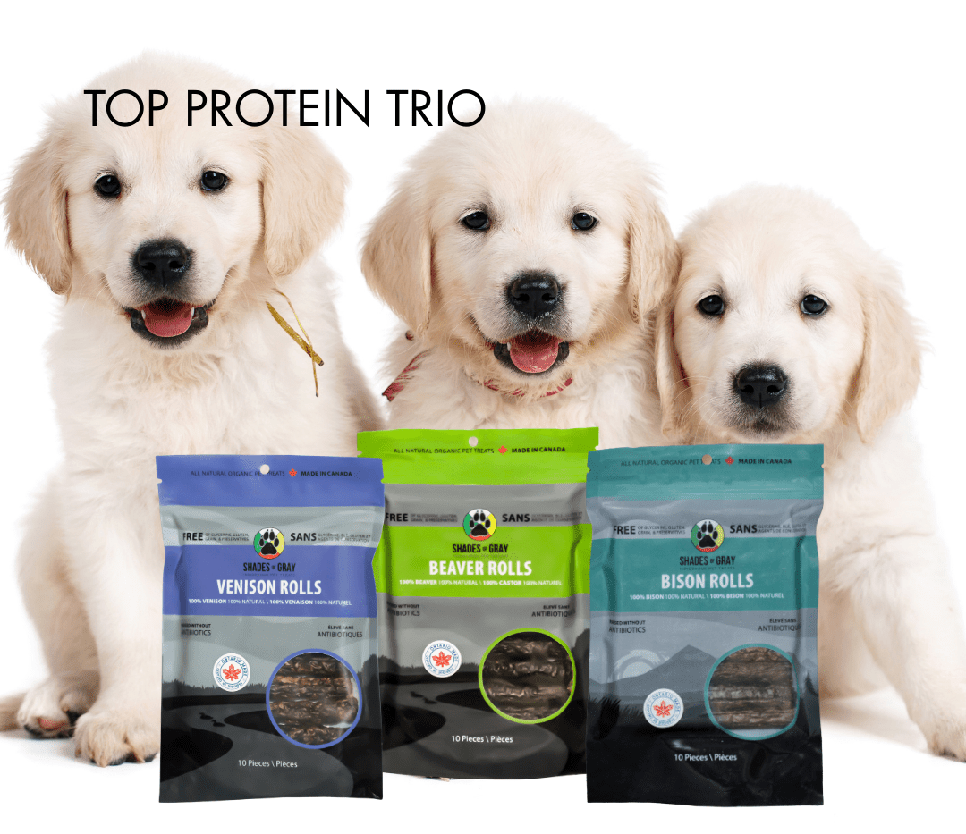 Three golden retriever puppies with venison, beaver, and bison dog treat pouches
