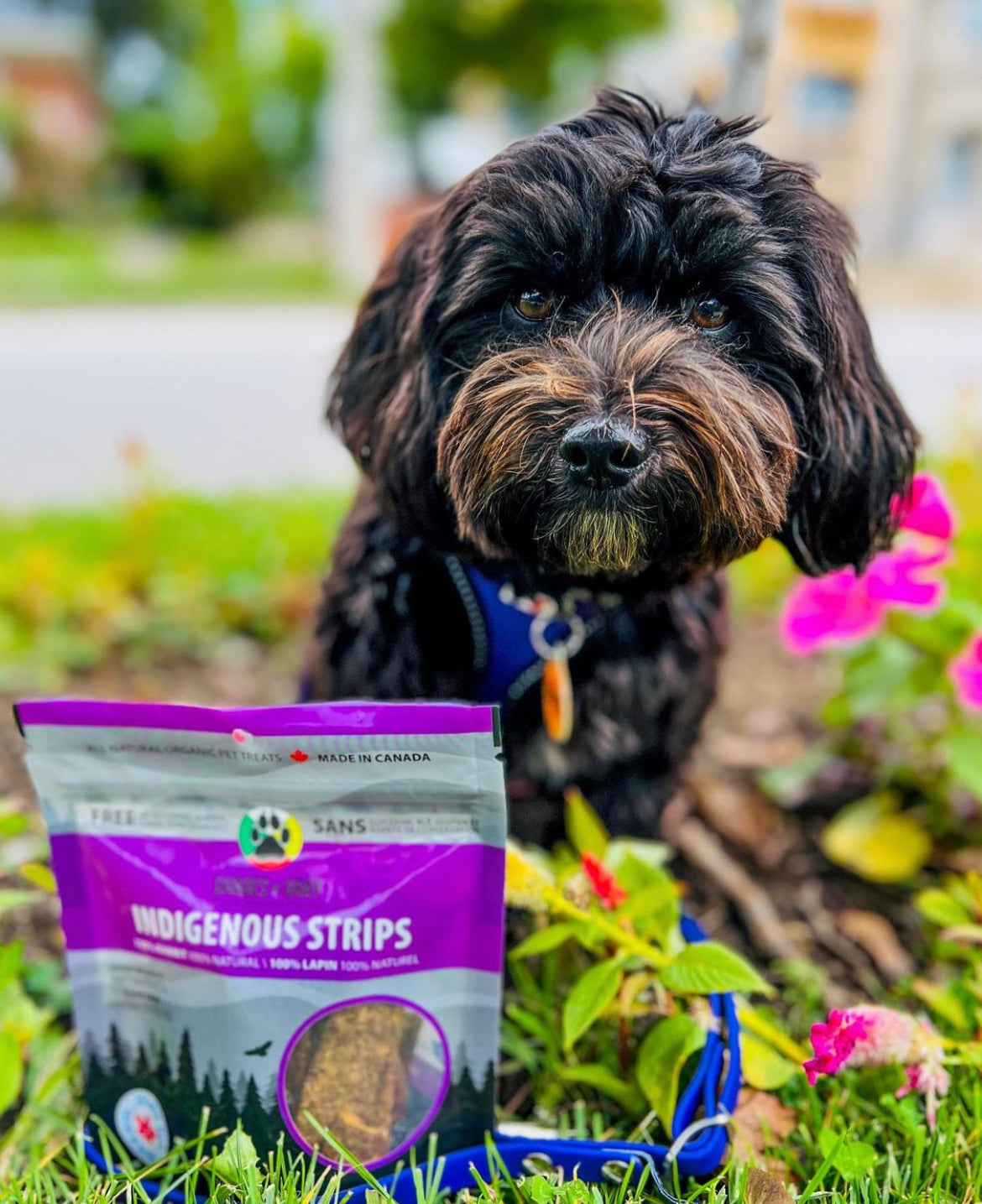 Indigenous Rabbit Strip Pet Treats made with organic all natural 100% Rabbit, for your cats and dogs. Free of Glycerine, Gluten, Grain & Preservatives.