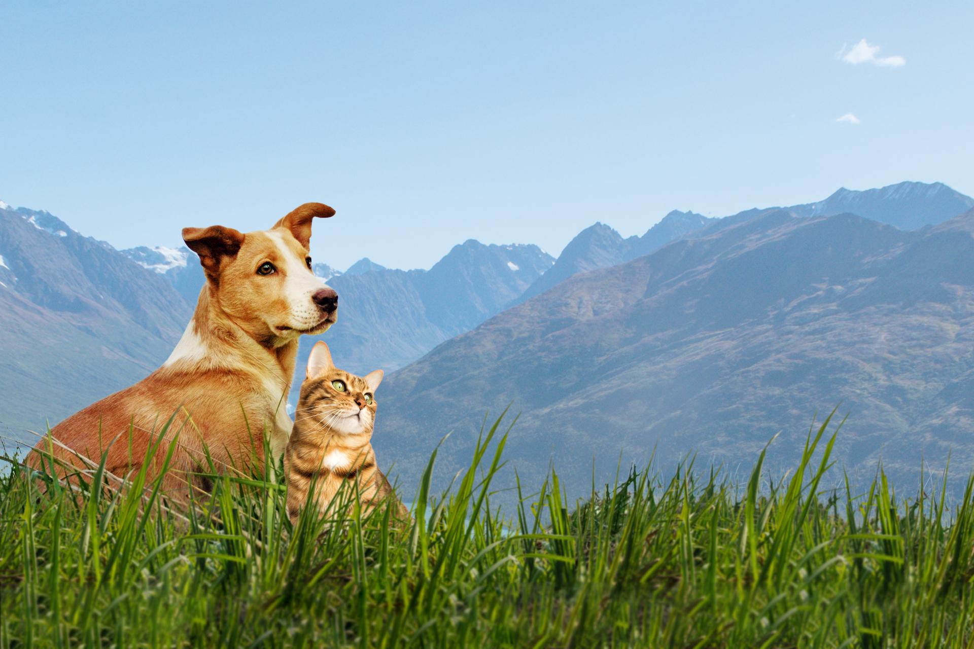 Dog and Cat in a field