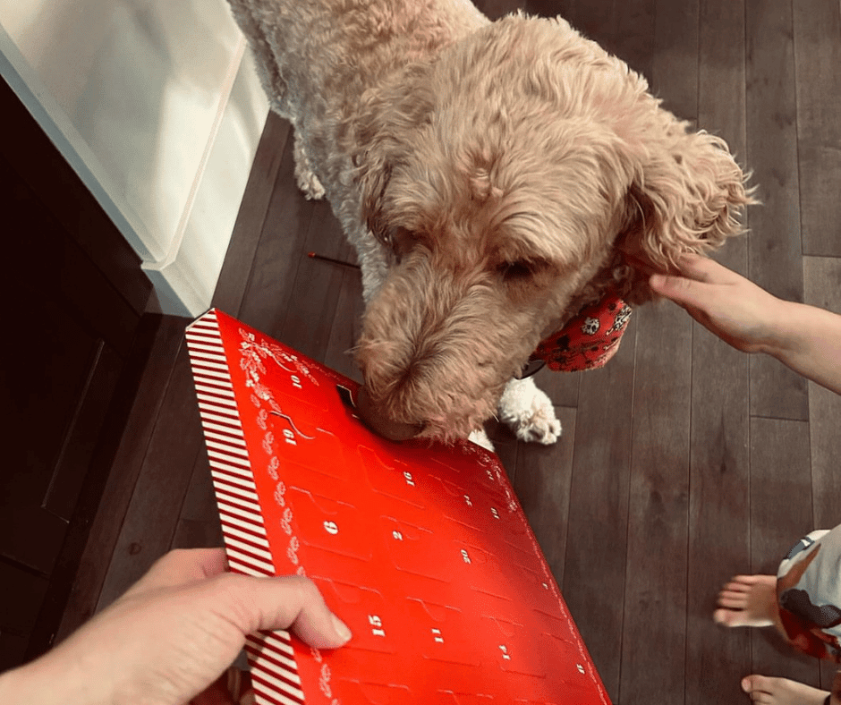 Golden doodle sniffing a red Shades of Gray pet advent calendar as a child pets him
